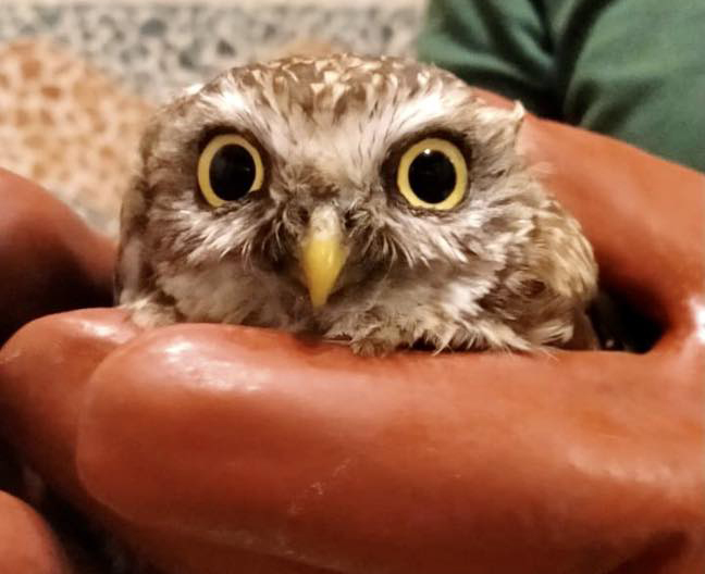 Cerenova Si Nasconde In Bagno Inseguita Da Cani E Gatti