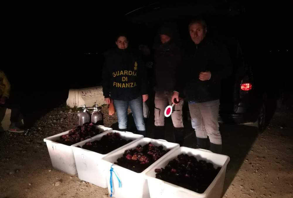 Ricci di mare: maxi sequestro di 8000 esemplari a Santa Marinella