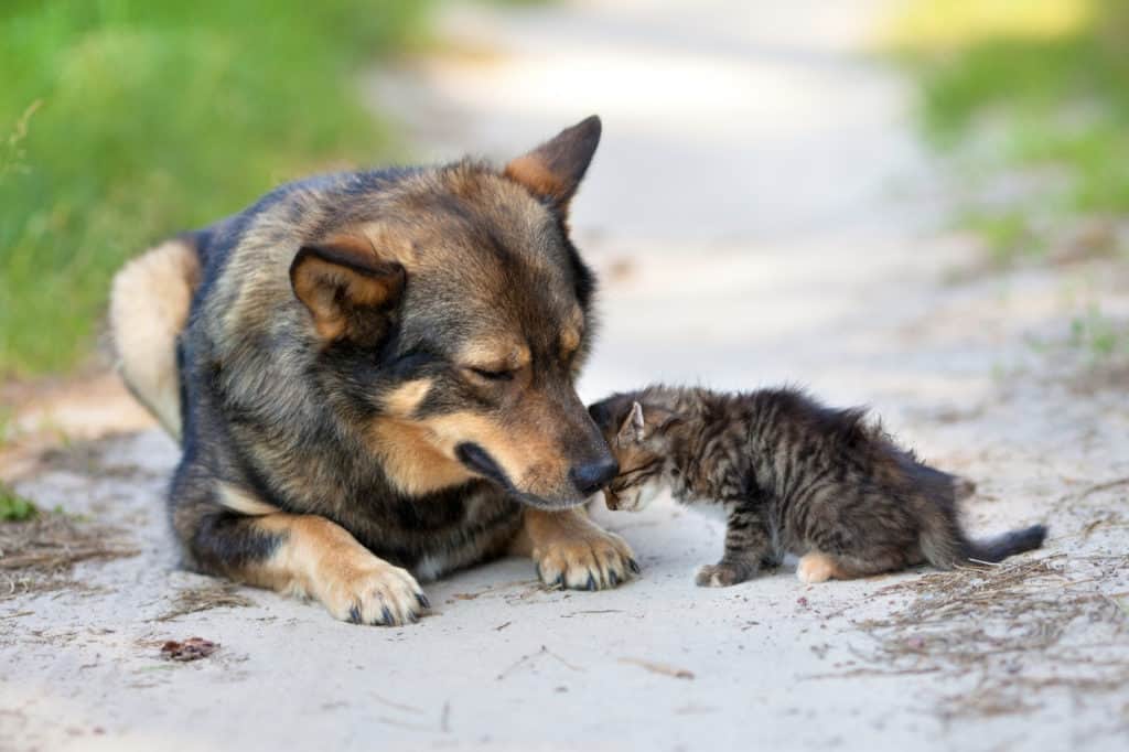 Allumiere, un'interrogazione sulle condizioni degli animali