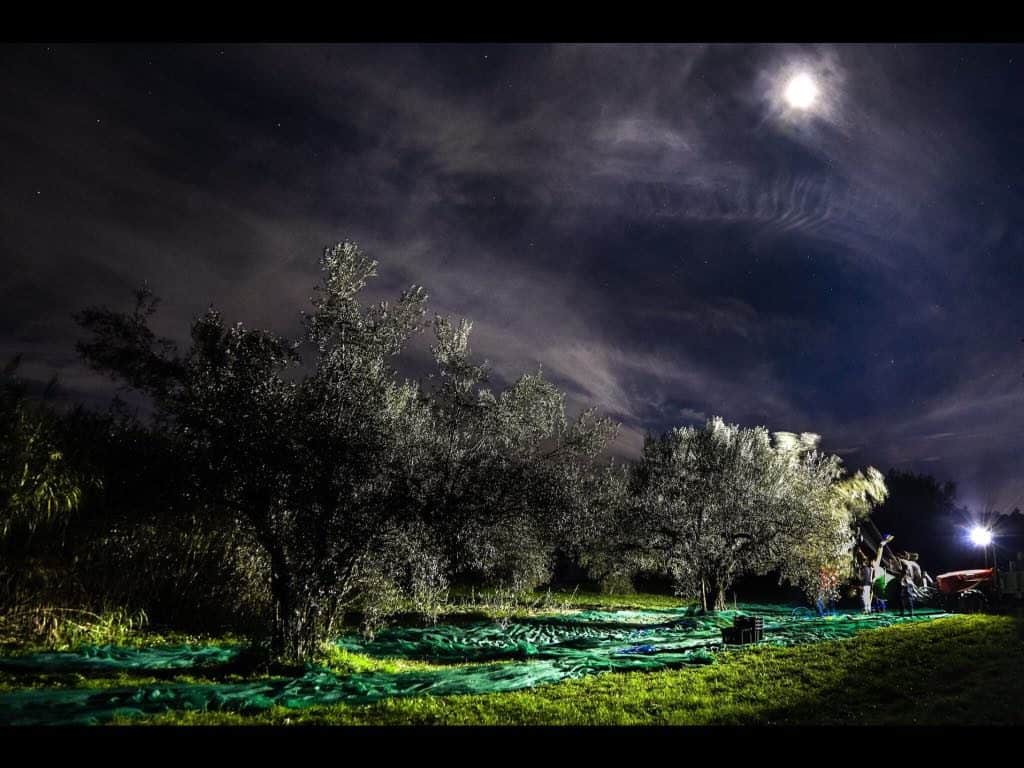 Tuscia: La storia del recupero di oliveti abbandonati dà vita a un Olio “...diNotte”