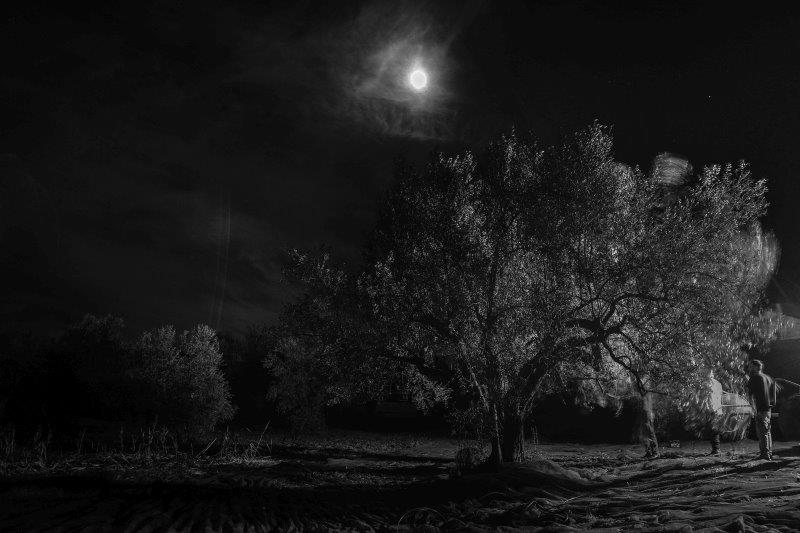 Tuscia: La storia del recupero di oliveti abbandonati dà vita a un Olio “...diNotte”