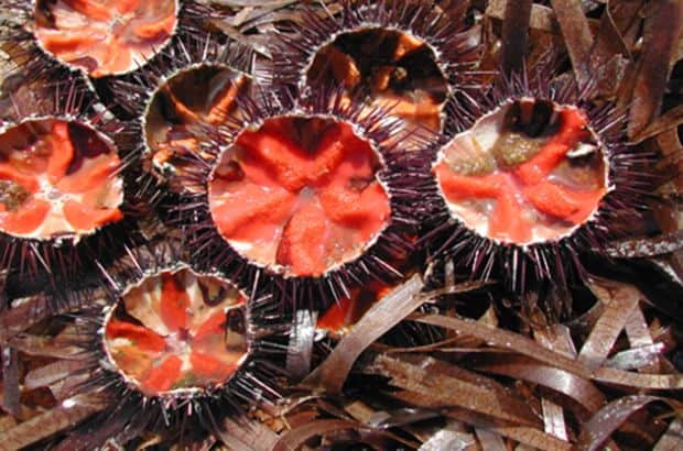 Ricci di mare, D'Antò a Minghella: ''Non distingue un bando di ANCI da quelli del FLAG"