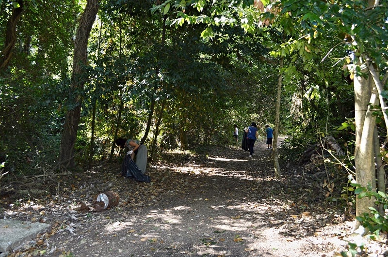 Gli Amici del bosco scrivono all'amministrazione: "Il Comune di Cerveteri è inerte e sordo"