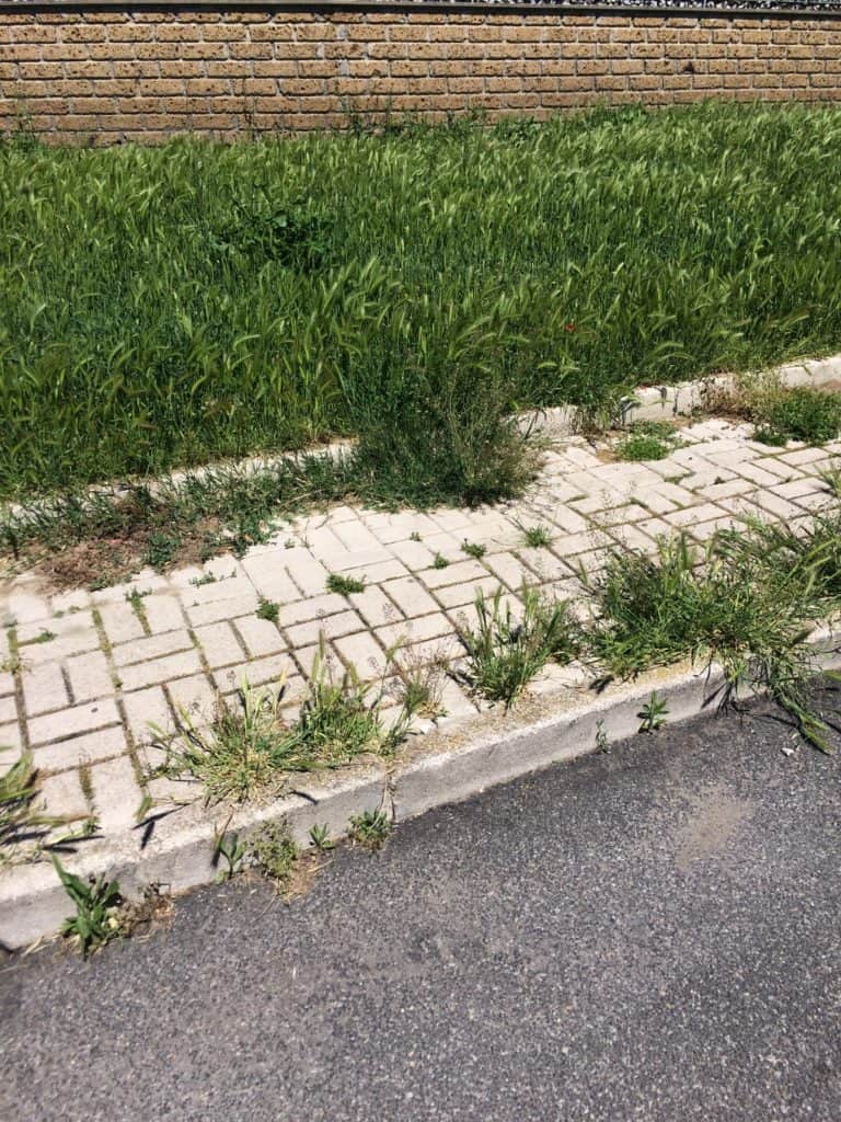 Degrado Cerveteri, dopo la capretta arrivano falce e martello
