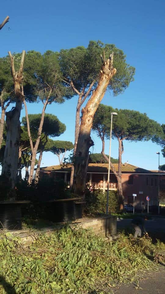 Albero pericolante, domani chiusa via Forcelletta a Fiumicino