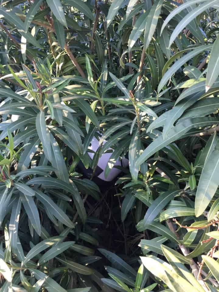 Marina di Cerveteri, tra degrado e inciviltà