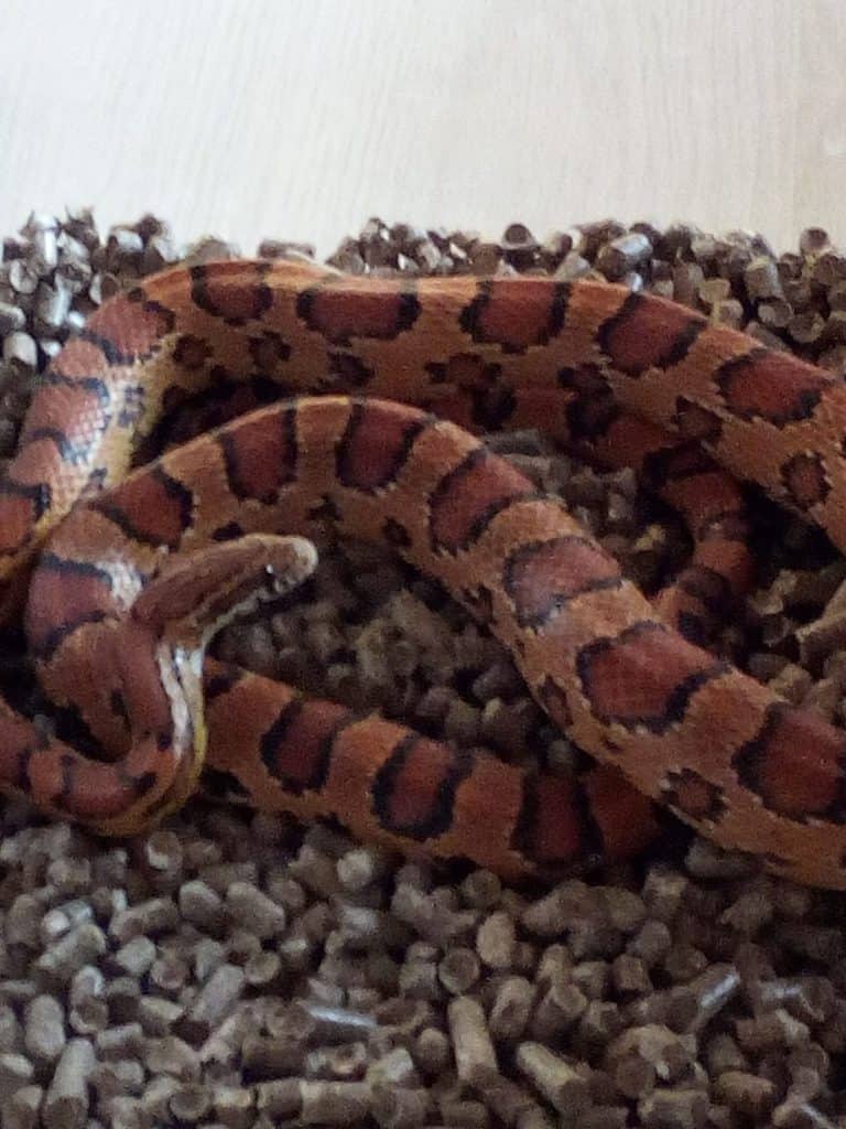 Cerveteri, oltre 100 bambini incantati dal mondo dei serpenti