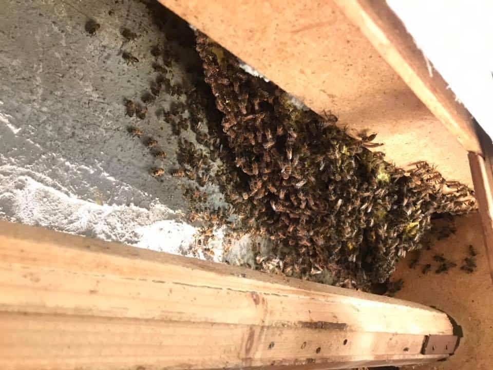 Cerveteri, casa invasa dalle api. Intervento degli agenti del NUBI della protezione civile