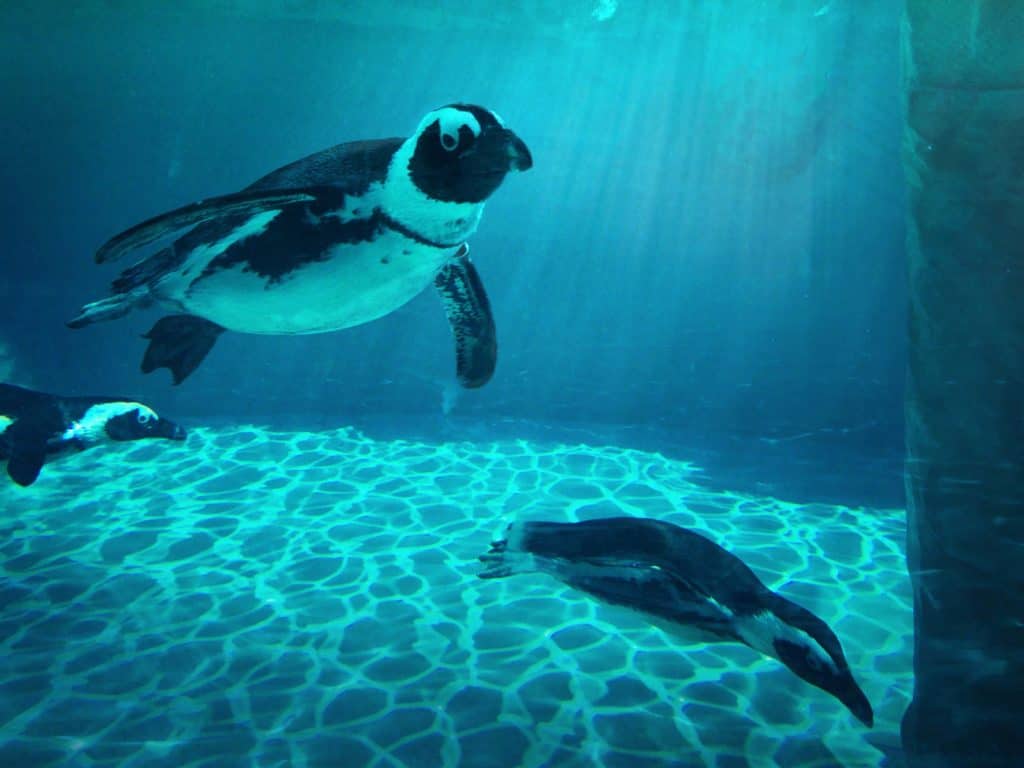 Giornata Mondiale degli Oceani, presente anche Zoomarine