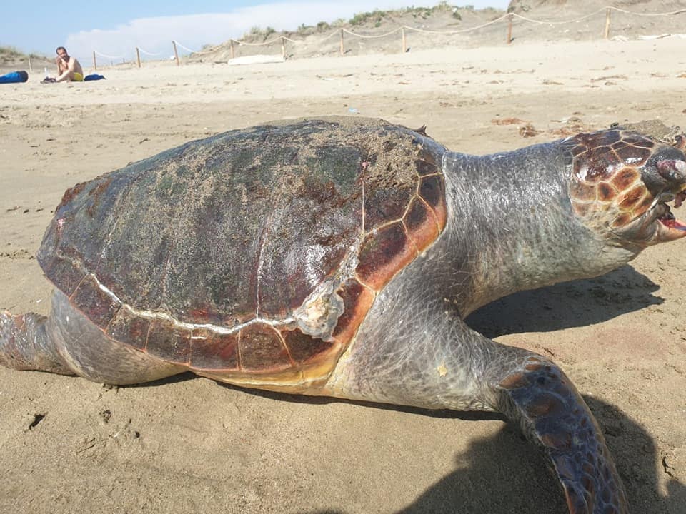 Fiumicino, tartaruga morta sulle spiagge di Focene