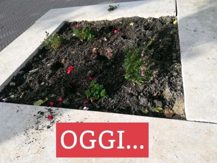 Furto di piantine nelle aiuole di Piazza Domitilla, l'indignazione cittadina