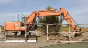 Avviato l'intervento di piantumazione di alcuni esemplari di tamerici a Torre Flavia