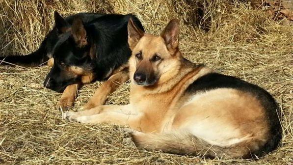 Bracciano, nasce la prima casa di riposo per cani orfani