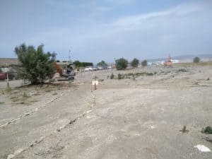 Campo di Mare, cinque alberi di tamerice all'ingresso della Palude di Torre Flavia