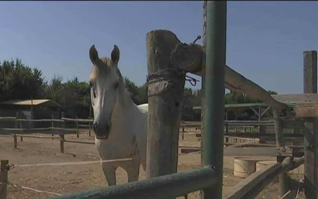 Furti di animali, si indaga per abigeato e macellazione clandestina