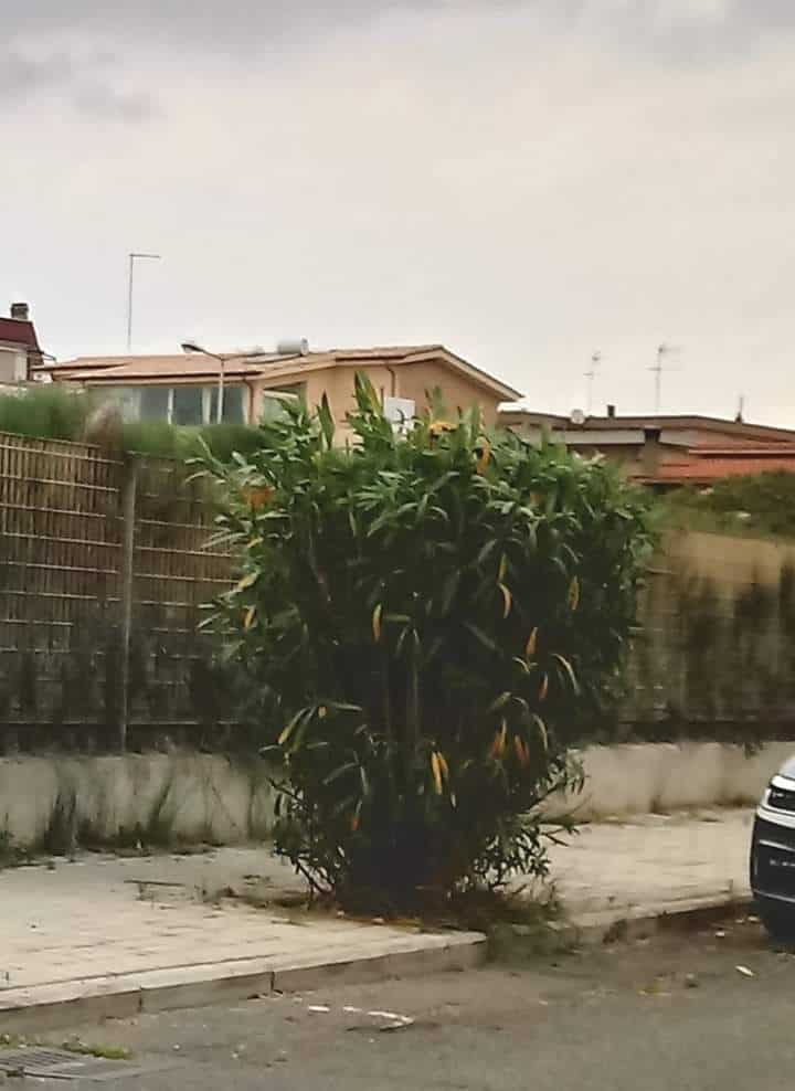 Ladispoli, i pentastellati: "Capitozzatura non necessaria di alcuni alberi"