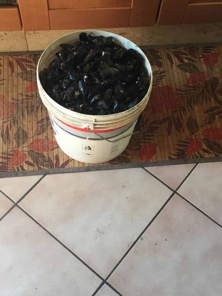 Ladispoli, trovati dalla Capitaneria con 90 kg di cozze