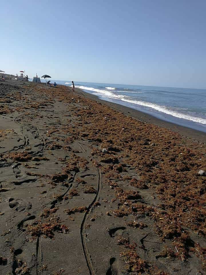 "Spiagge 'invase' dalla Posidonia, un argine contro l'erosione"