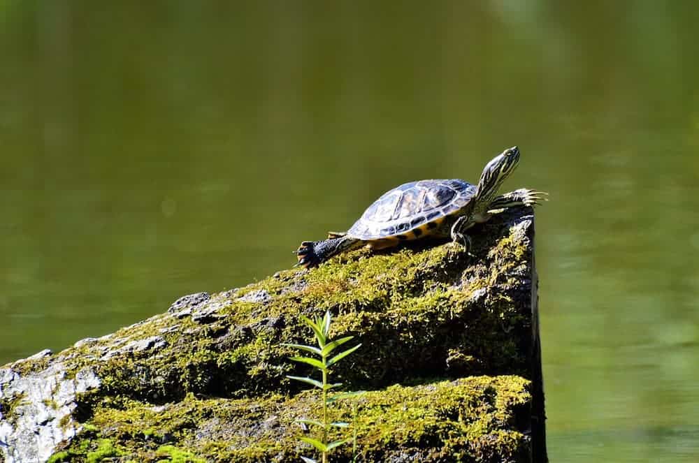 Specie esotiche invasive, c'è tempo fino al 31 agosto per regolarizzarne il possesso