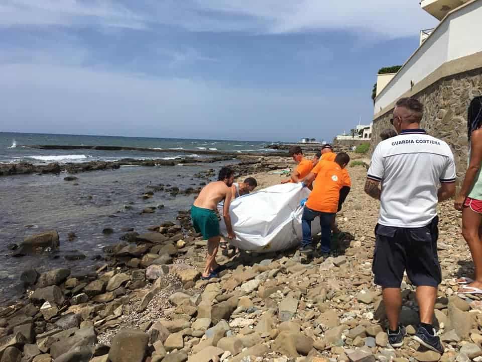 Delfino privo di vita a Santa Marinella