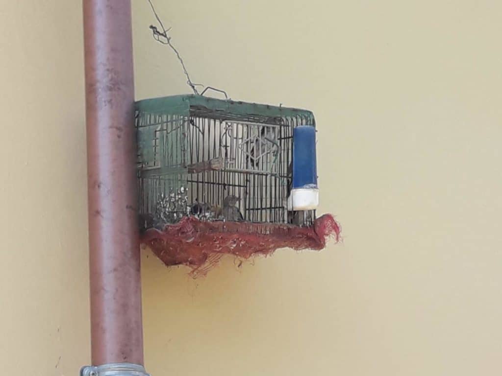 Detenzione di avifauna protetta