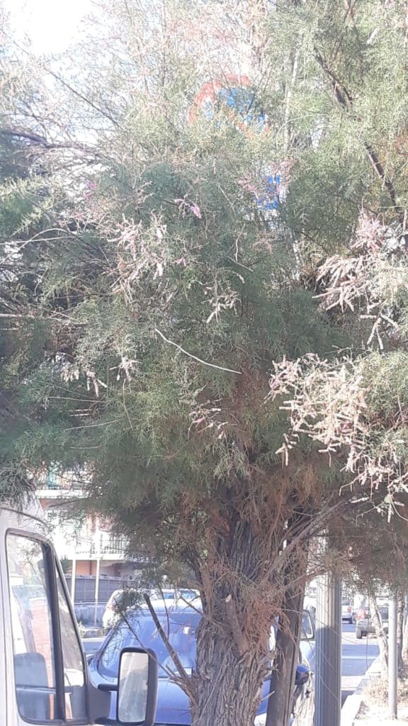 Ladispoli, il segnale per diversamente abili c'è ma non si vede