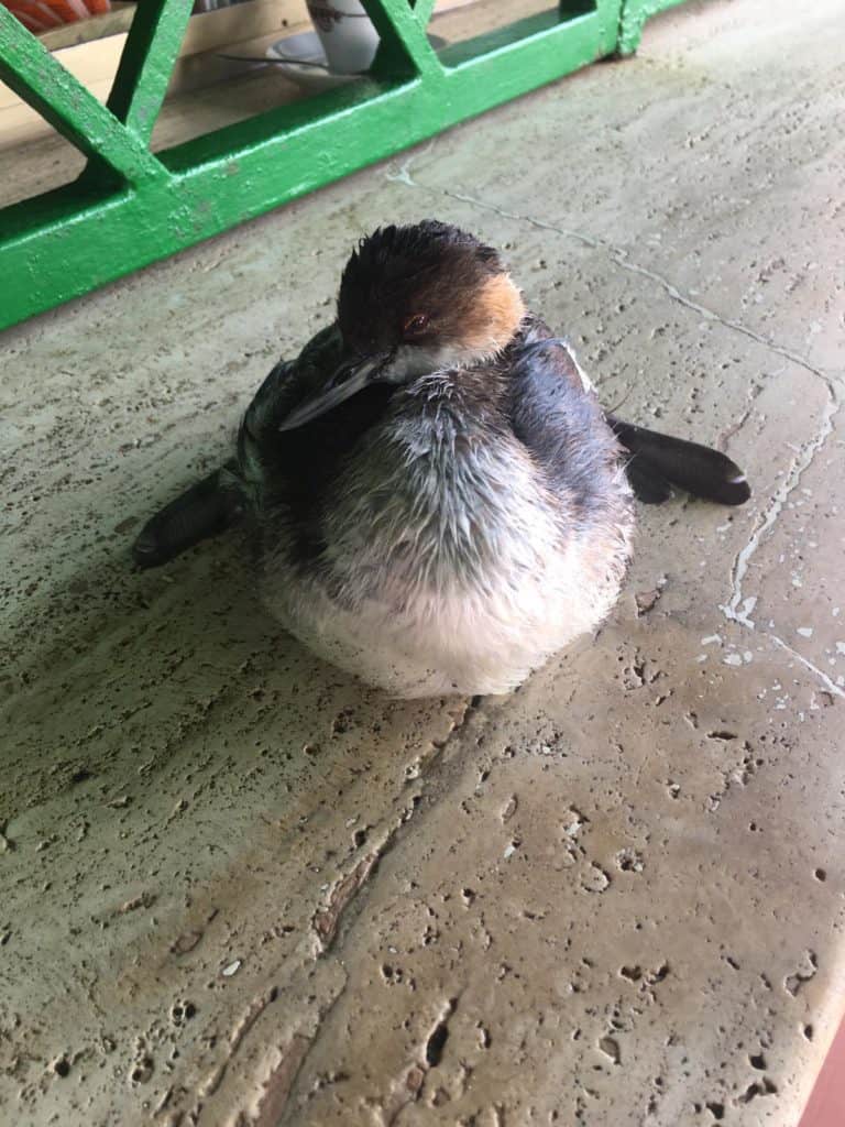 Capitaneria mette in salvo piccolo di uccello dopo la segnalazione dell'assessore Battafarano