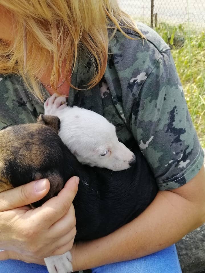 "Abbandono animali, serve un piano strategico di prevenzione"