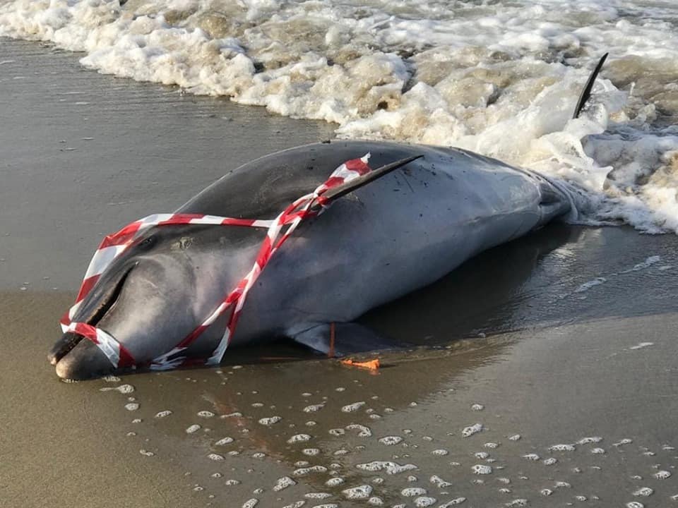 Fiumicino, ancora un delfino morte sulle spiagge