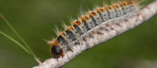 Processionarie: parte la disinfestazione a Cerveteri su 117 pini