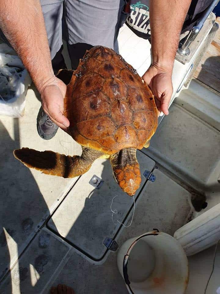 Santa Marinella, salvata tartaruga marina travolta dalle mareggiate