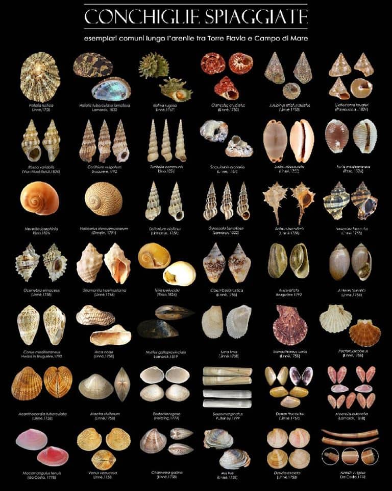 Torre Flavia, un poster con le conchiglie spiaggiate più comuni