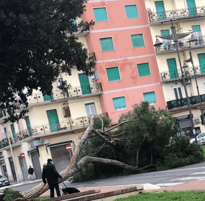 Ladispoli, crolla pino nei giardini centrali