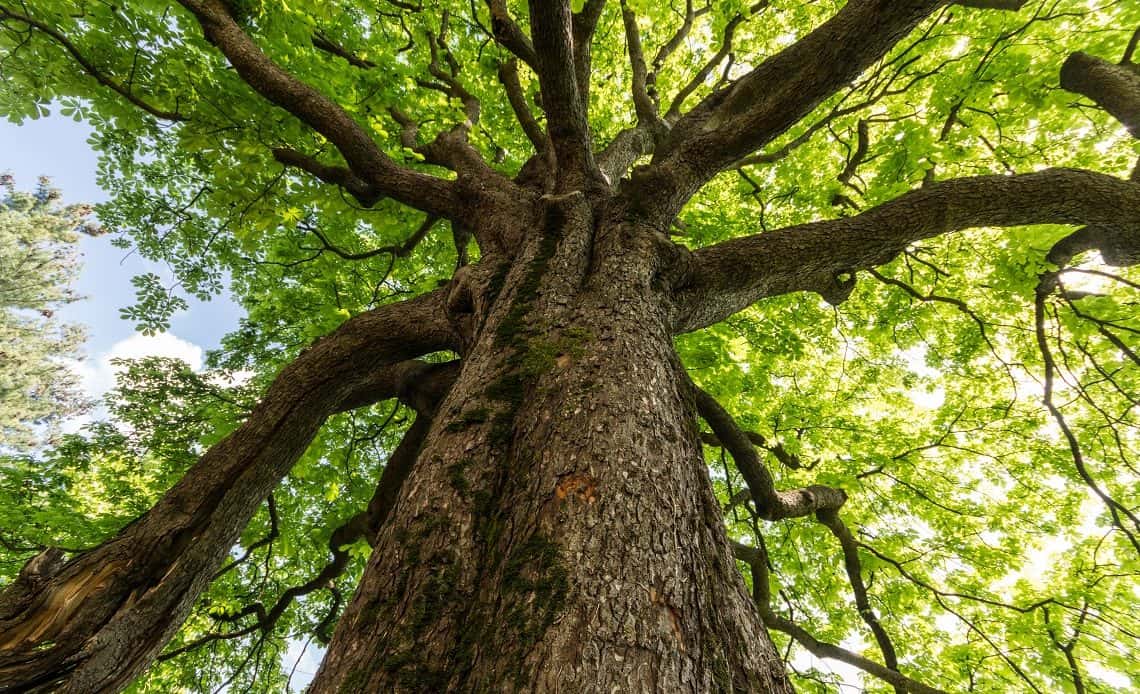 alberi chirieletti settevene palo