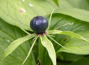 Cerveteri, al via il corso Auser di riconoscimento delle erbe spontanee 
