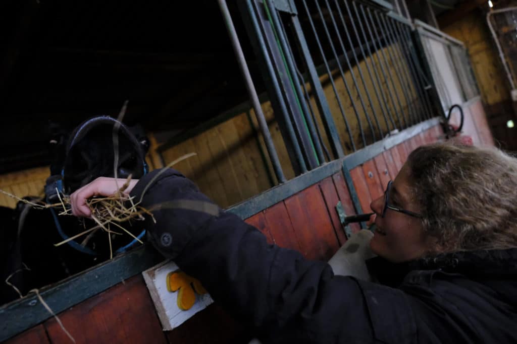 Fiumicino, nel maneggiano dove lavorano 3 ragazzi con disabilità ....
