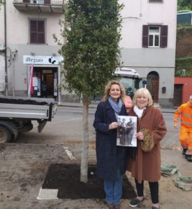 Cerveteri, Multiservizi: ''Sostituito il leccio malato al Parco della Rimembranza''