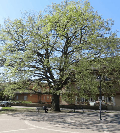 Cerveteri, il 26 e il 27 febbraio consolidamento quercia a Largo Almunecar