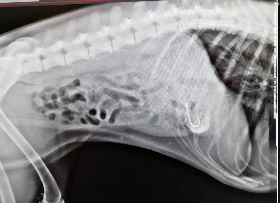 Ami sulla spiaggia a Ladispoli e Cerveteri, la rabbia dei cittadini