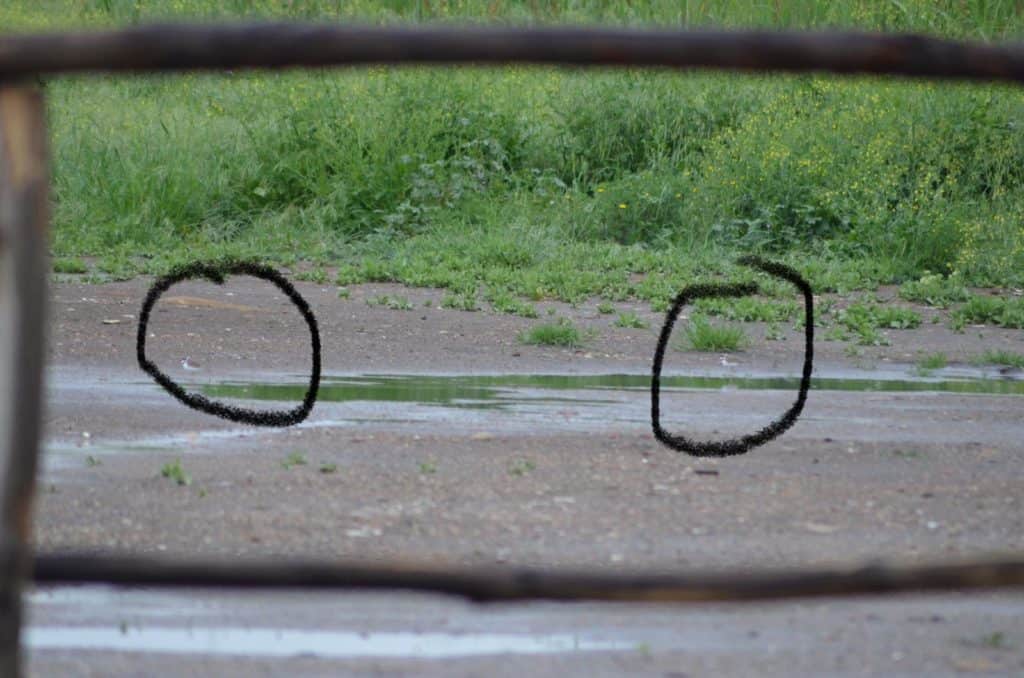 Ladispoli, cinghiali a Torre Flavia. A rischio il fratino?