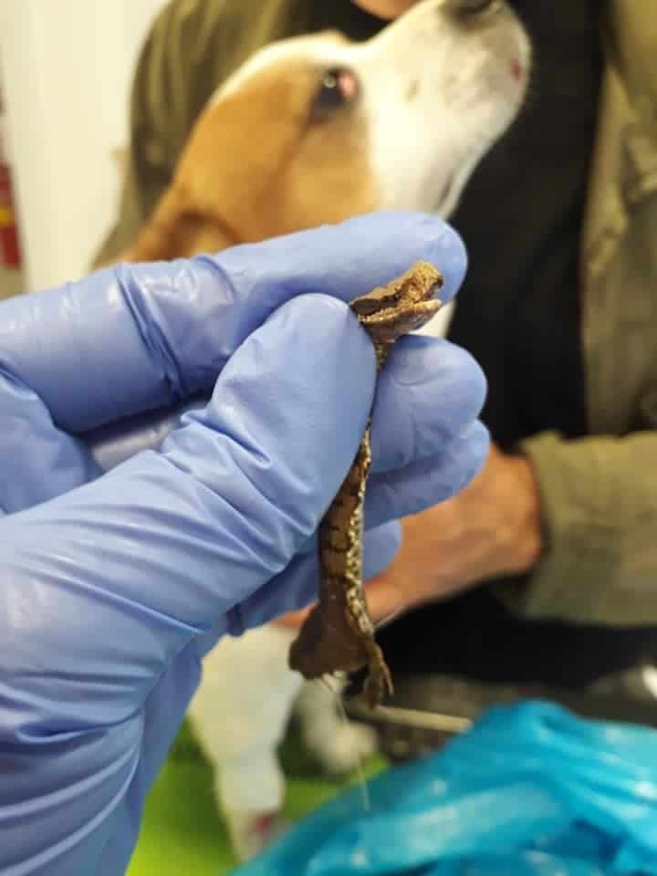 Bracciano, primo caso dell'anno di cane morso da vipera