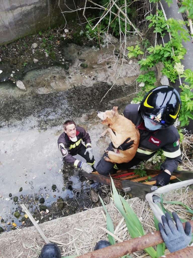 Cerveteri, amico a quattro zampe finisce nel Manganello: salvato dai Vigili del Fuoco