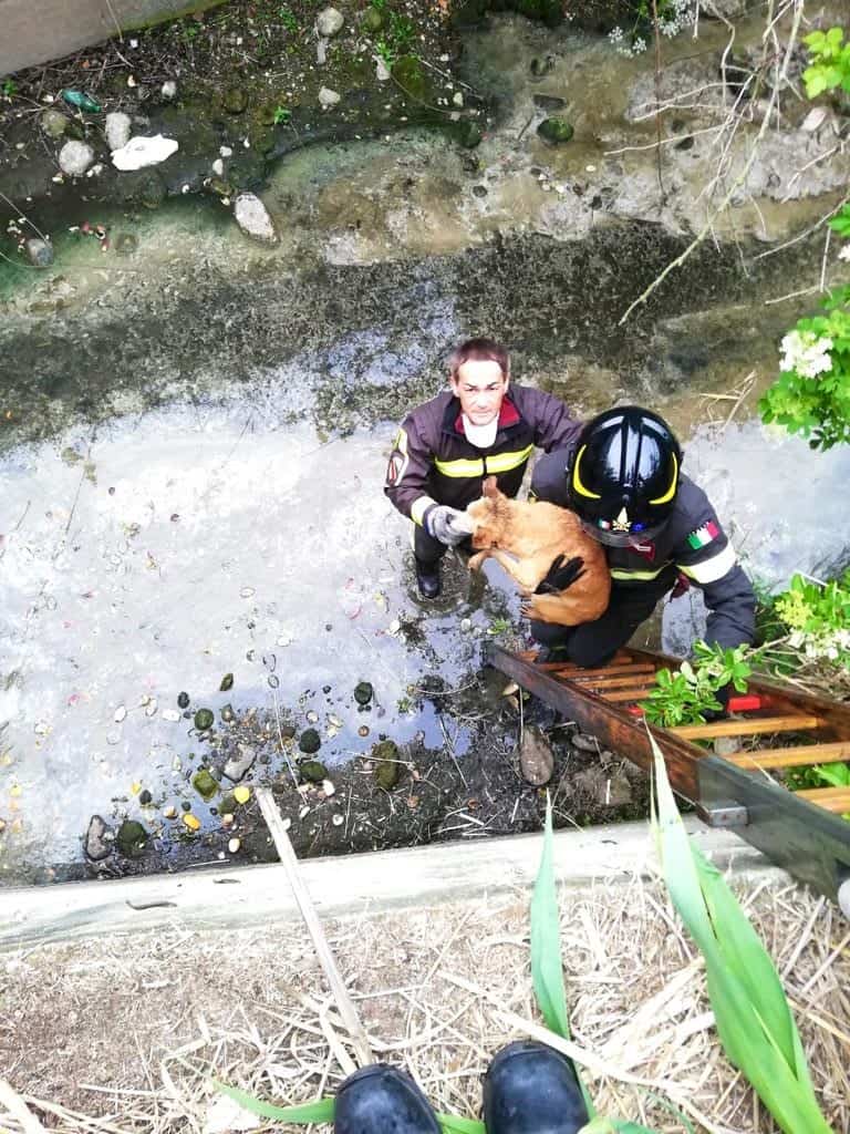 Cerveteri, amico a quattro zampe finisce nel Manganello: salvato dai Vigili del Fuoco