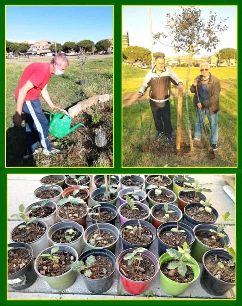 A Ladispoli continua la manutenzione degli alberi della “Marcia”