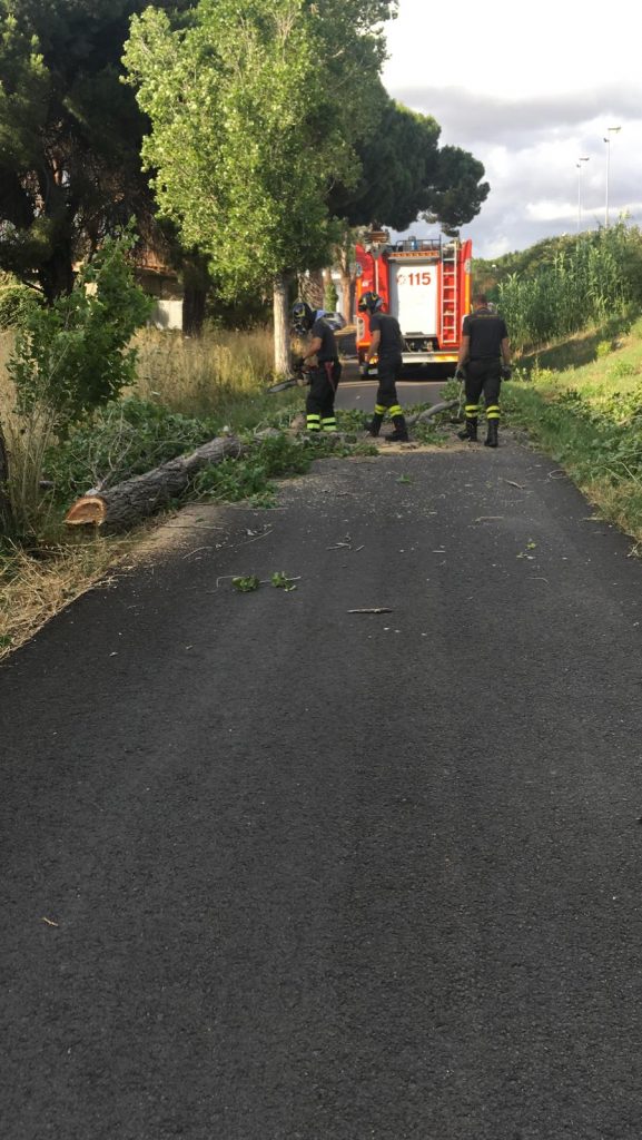 Cerveteri, ramo pericolante rimosso dai vigili del fuoco