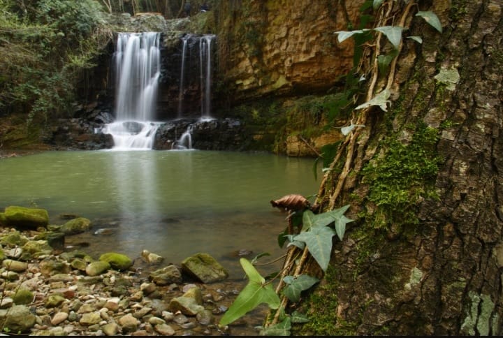 "Area boschiva di Cerveteri e dintorni gravemente danneggiata"