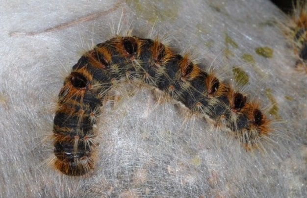 "Area boschiva di Cerveteri e dintorni gravemente danneggiata"