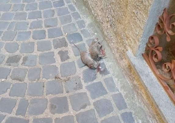 Cerveteri, topi in pieno centro storico