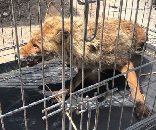 Fiumicino: salvata una volpe ferita