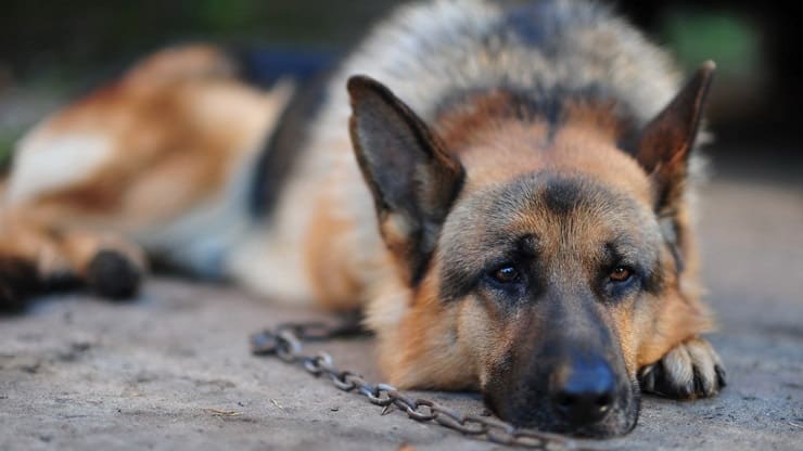 Cerveteri, mai più animali alla catena